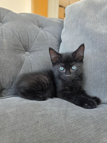 2 male kittens left