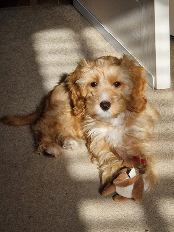 Small cockapoo puppy