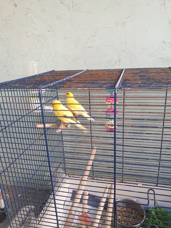A pair of canaries