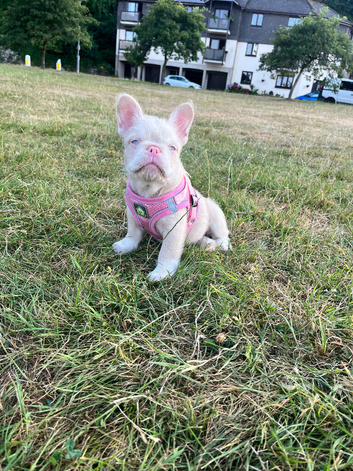 Fluffy Frenchie