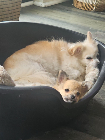 Beautiful Purebred Chihuahua Puppy Boy-Ready 6th June