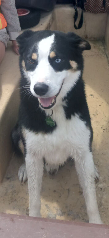 Border Collie Dog for stud