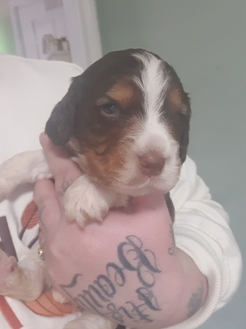 Last boy cocker spaniles