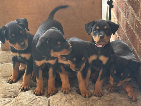 Stunning Rottweiler pups