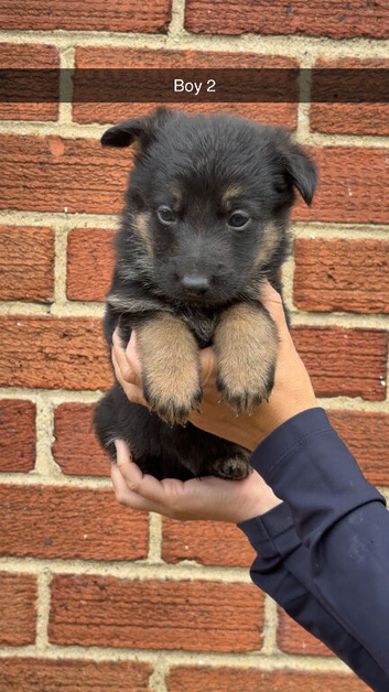 Short haired german shepherds
