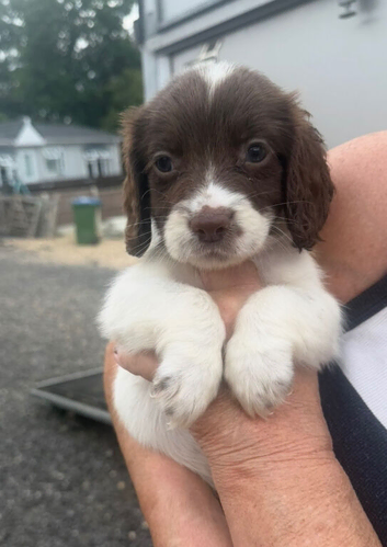 Cocker spaniel puppy&rsquo;s