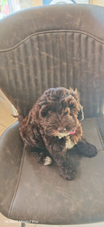 Female cockapoo puppy