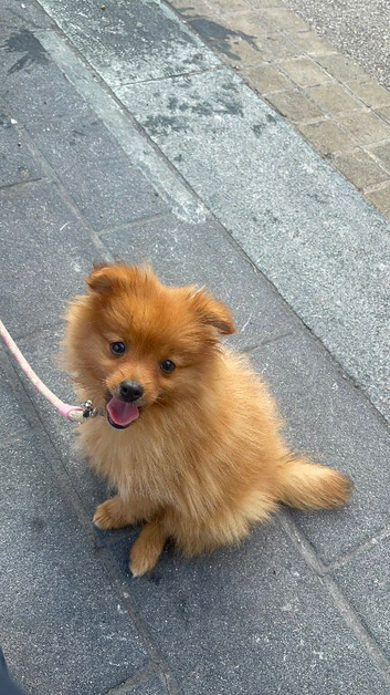 Beautiful male toy Pomeranian puppy