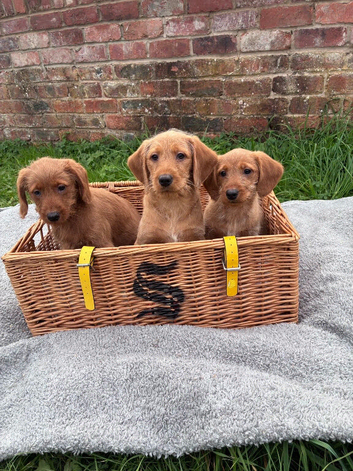 F1 Labradoodle puppy's
