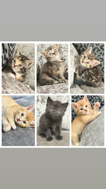 BRITISH SHORTHAIR X KITTENS FOR SALE