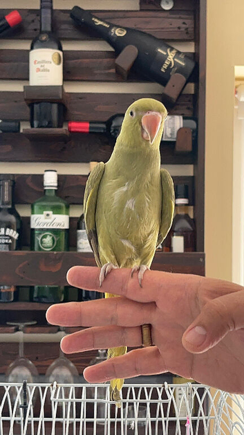 Baby Ringneck