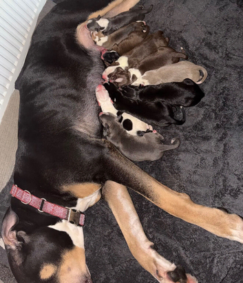 Staffordshire bull terrier x lurcher
