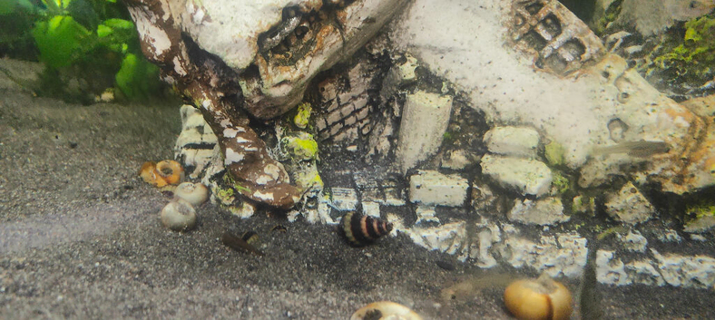 Assassin snails