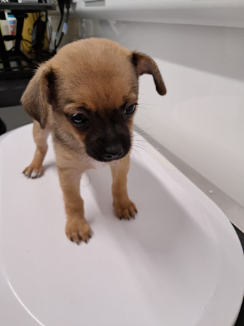 Beautiful Chihuahua Puppies