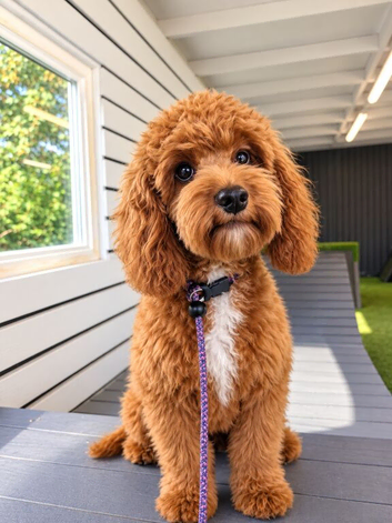 Advanced trained maltipoo