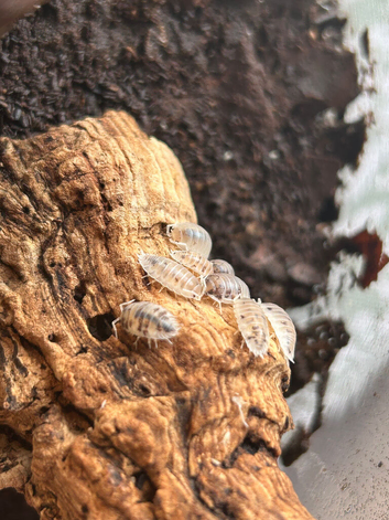 Dairy cow isopods for sale