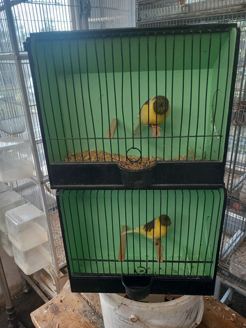 Gloster canaries