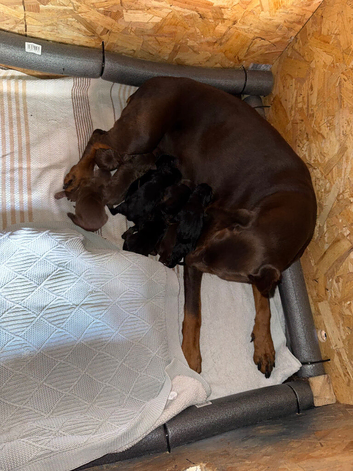 KC reg Male Doberman