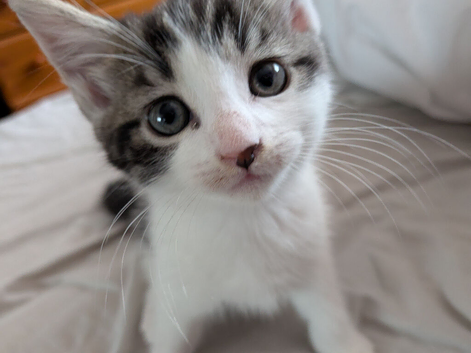 Female kittens x2