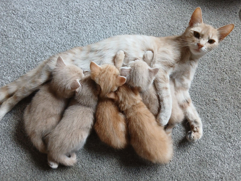 1 x beautiful kitten left.