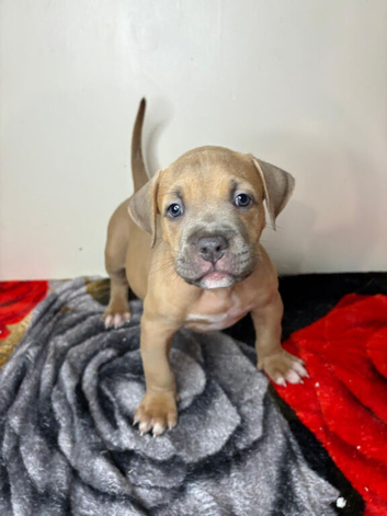 ️Only a few left️ Quality pocket bullies ready for forever homes now️