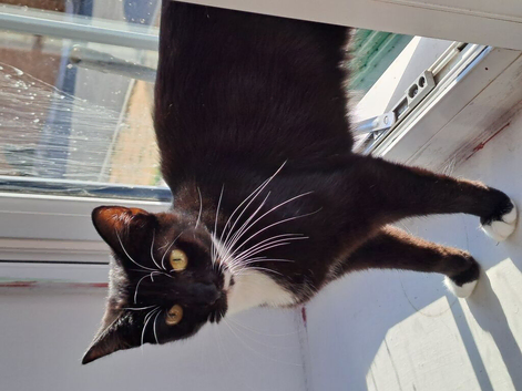 Fluffytail