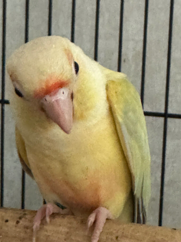 Hand tame moon cheek conure