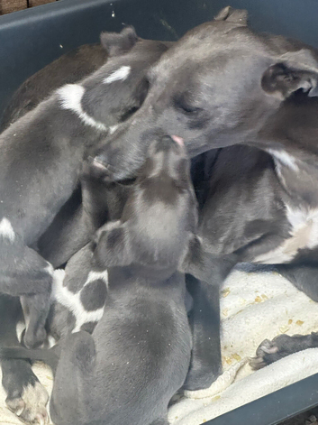 Stunning litter of whippet pups