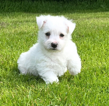 Adorable west highland terrier puppy