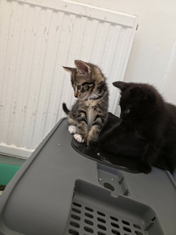 Kittens