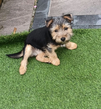 Beautiful Yorkshire terrier