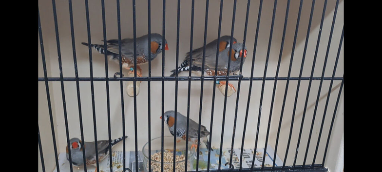 5 Pairs of Zebra Finches