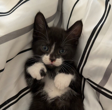 Beautiful tuxedo kittens