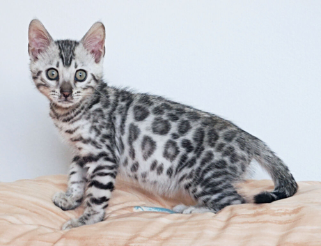 Gorgeous Rosette Bengal Boy Kitten