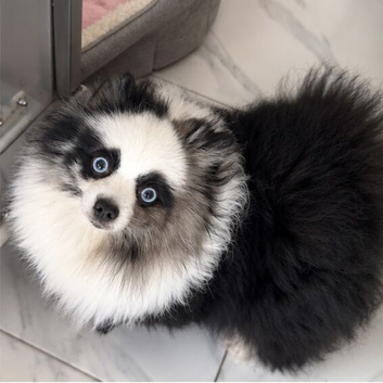 Stunning rare Merle panda Pomeranian