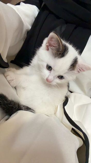 TWO KITTENS TO BE REHOMED