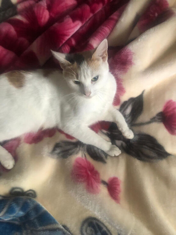 Female cat