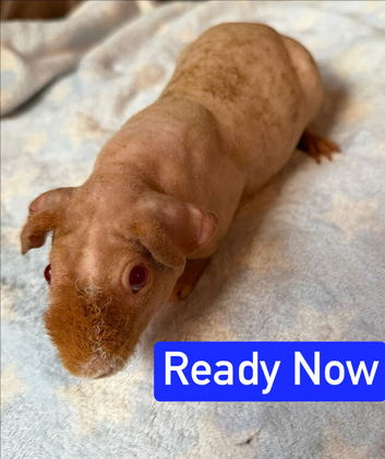 Skinny/Guinea Pigs