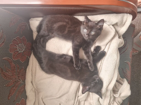 Kittens