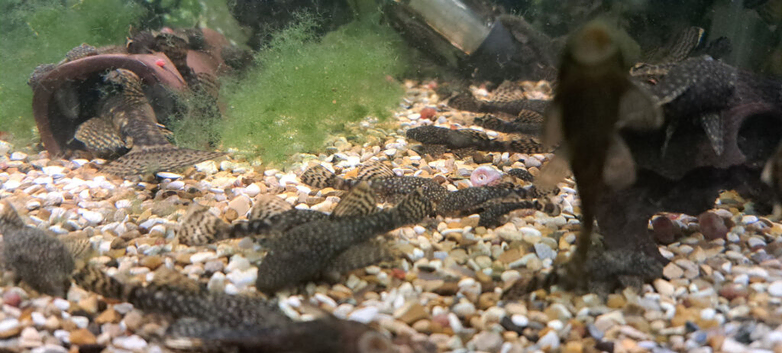 Bristlenose catfish