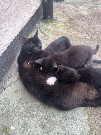 Two black and white kittens