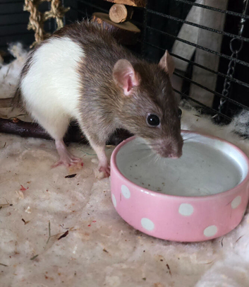 4 rat girl for sale