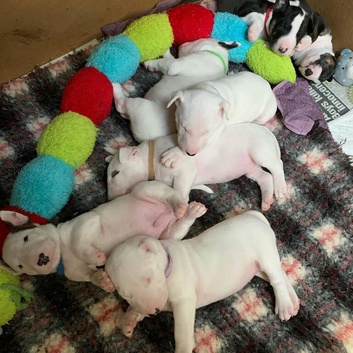 English bull terrier puppies KC