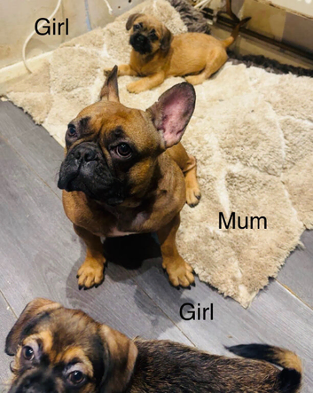 French bulldog X