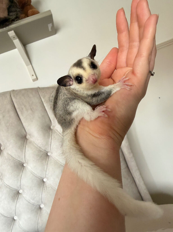 Male mosaic sugar glider