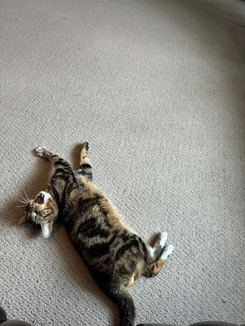Tom is Male cat for sale 2 years old