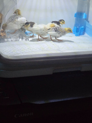 Painted quail x 6