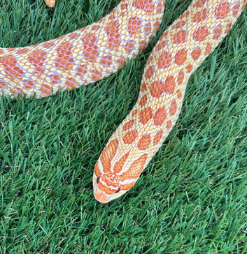 Red albino hognose female 2022