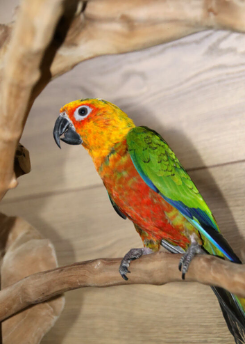 Jenday Conure,25
