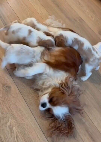 BVA Eye Tested purebred Cavalier King Charles Spaniel Ppuppies